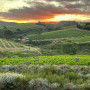 Creation Wines Image 5