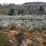 Ionia Cherry Farmstall Image 10