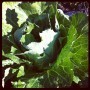 Greens from our garden