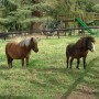 Miniature ponies