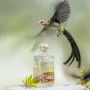 , Sugarbird Cape Fynbos Spirits Takes Flight for World Wildlife Day