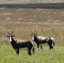 Vergelegen Wine Estate, Biodiversity at its best: Vergelegen takes home prestigious global award!