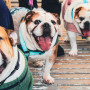 Milk on the Beach, Big News for Furry Foodies: Puppy Menu Launches at Milk on the Beach