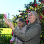Vergelegen Wine Estate, A celebration of camellias at Vergelegen
