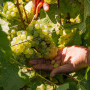 Creation Wines, Creation Wines celebrates International Chardonnay Day with a four-bottle press selection from Hemel-en-Aarde Ridge