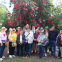 Vergelegen Wine Estate, Vergelegen’s Spectacular Camellias Take Centre Stage for Annual Flower Weekend