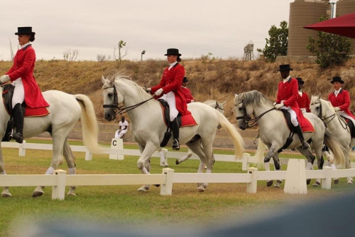 The South African Lipizzaner's