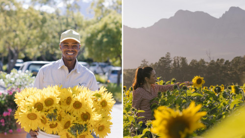 Sunflower Celebration in Full Bloom