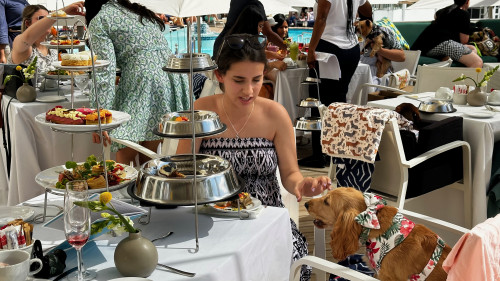 Doggy High Tea 