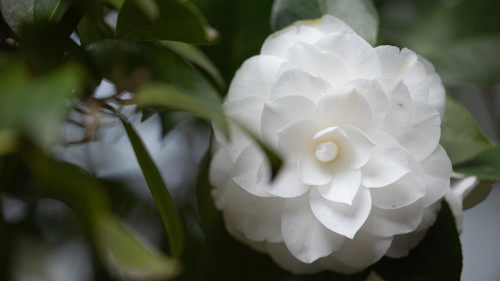 Annual Camellia Weekend: 31 July & 1 August