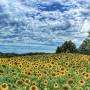 Sunflower Fields by Alan Rudnicki, photography contest finalist in 2023