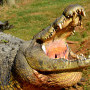 Crocodile Feeding and Talk 