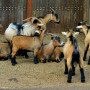 Animal Farm