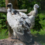 Birds - See our wide variety of Bird Species