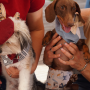 Doggy High Tea returns to The President Hotel