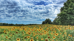 Vergelegen Sunflower Season