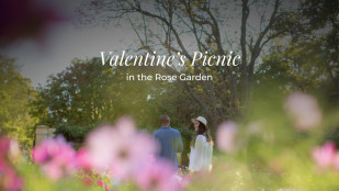 A Perfect Valentine's Day at Vergelegen