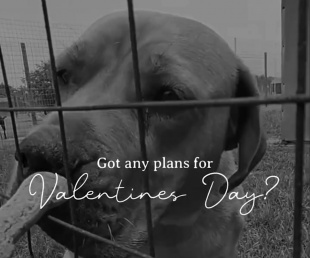 Fall in Love for a Cause: A Valentine’s Celebration with Vaalpets