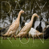 Duck Run